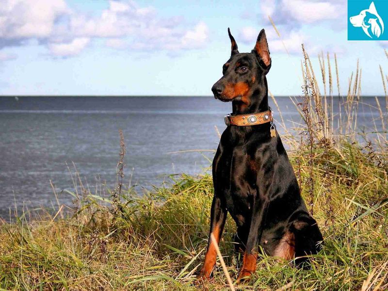 Doberman Pinscher