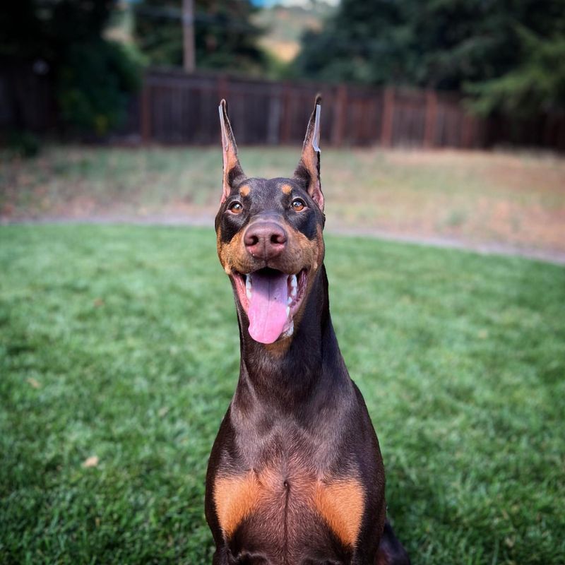 Doberman Pinscher