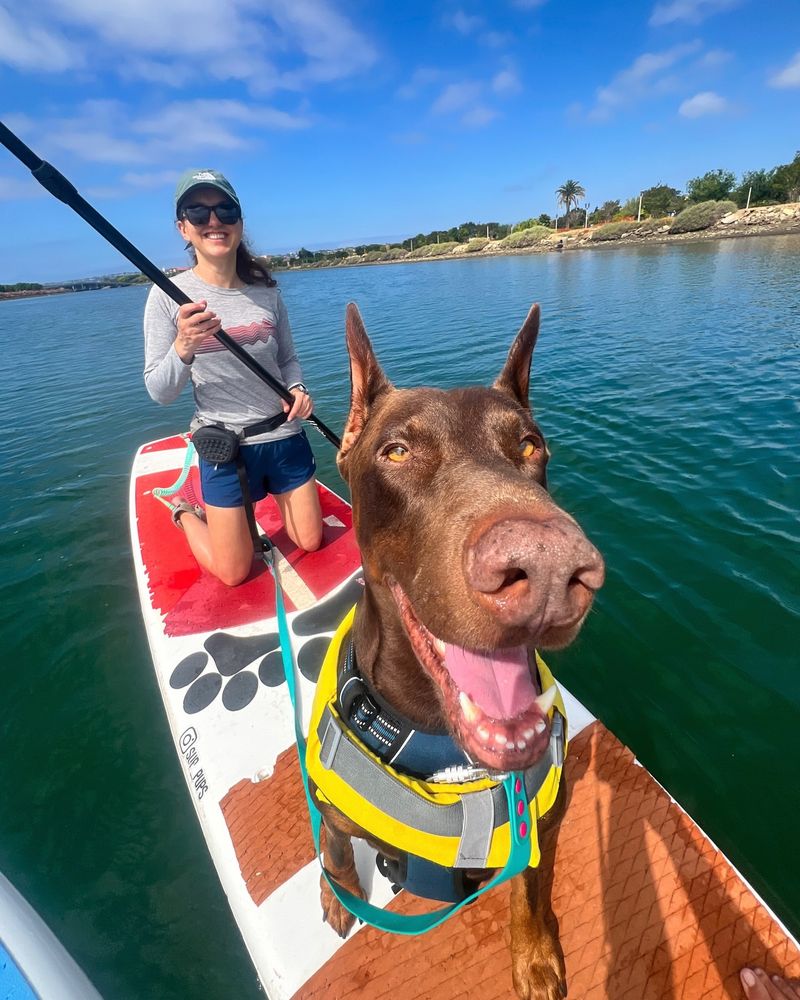 Doberman Pinscher