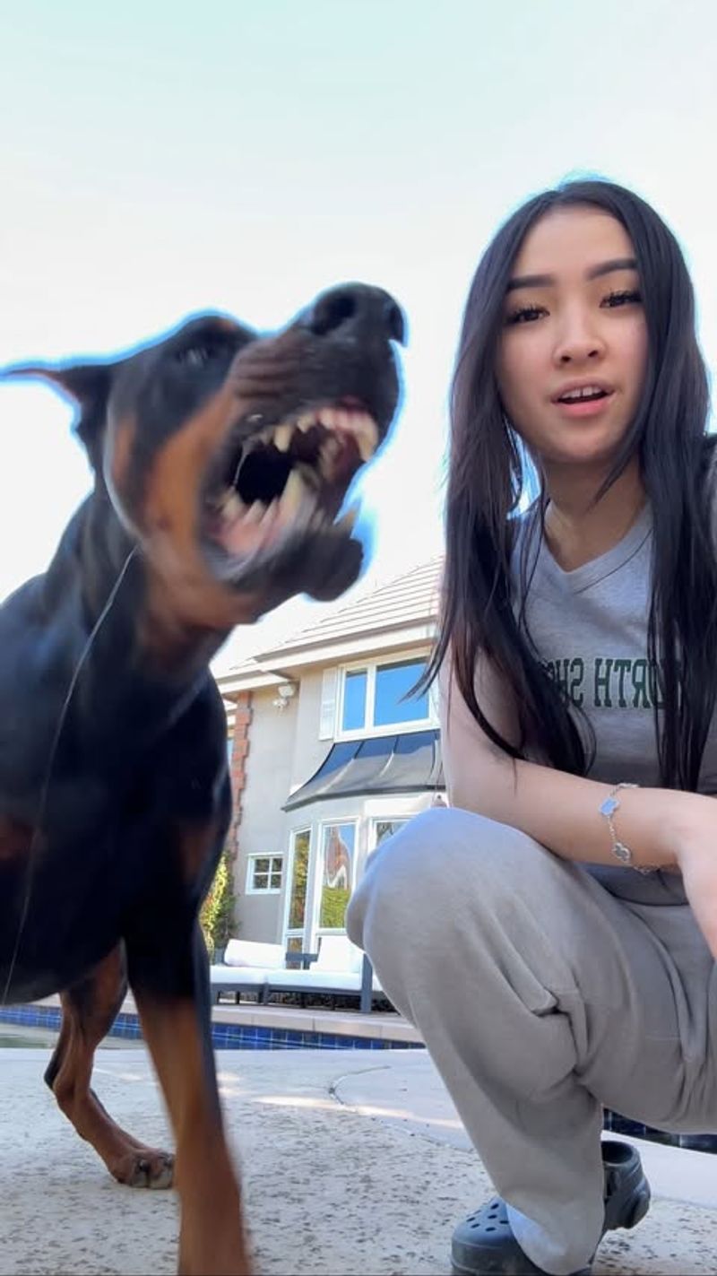 Doberman Pinscher