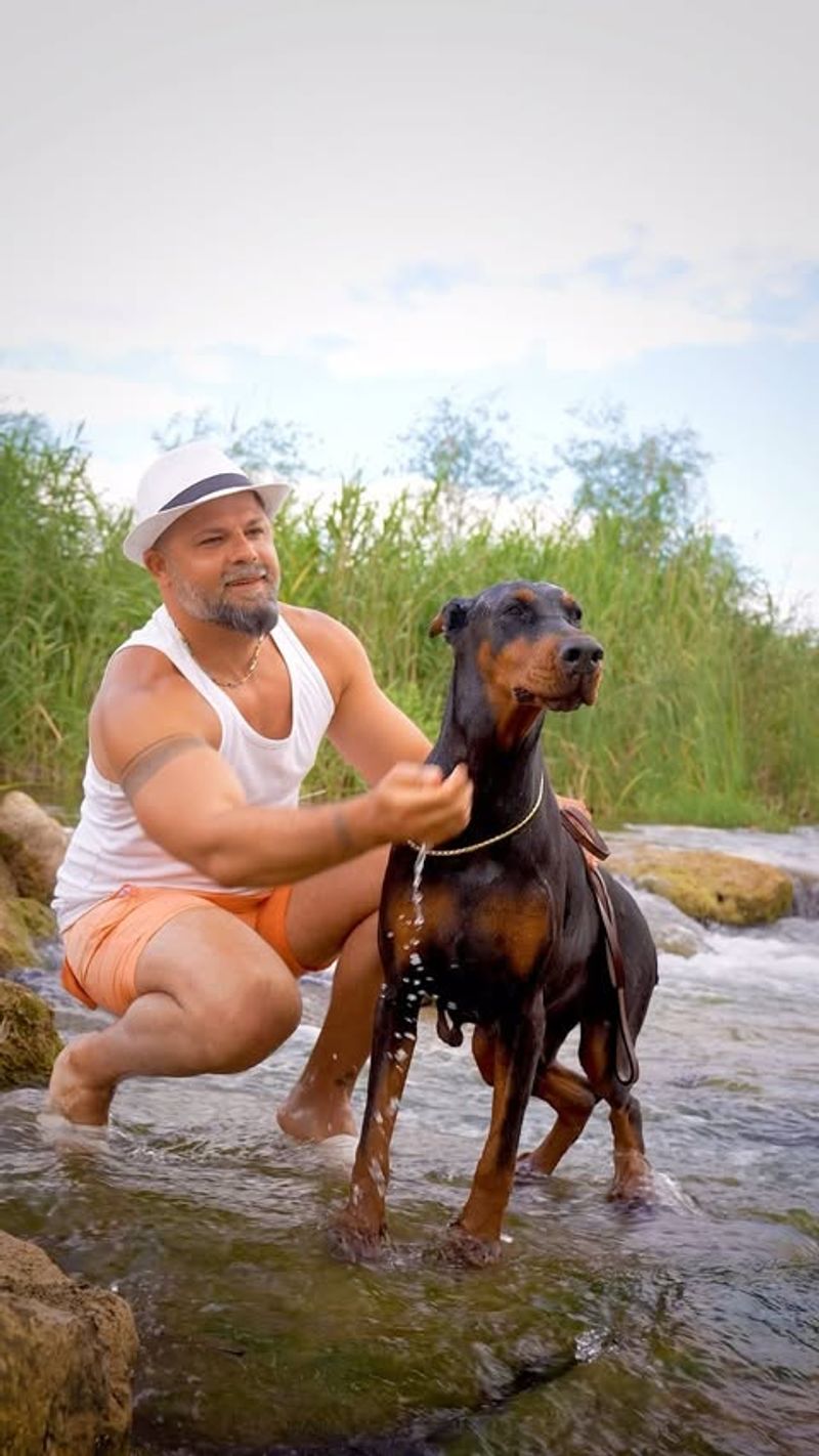 Doberman Pinscher