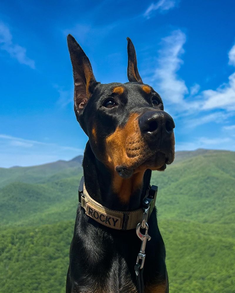 Doberman Pinscher
