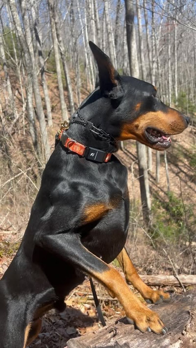 Doberman Pinscher