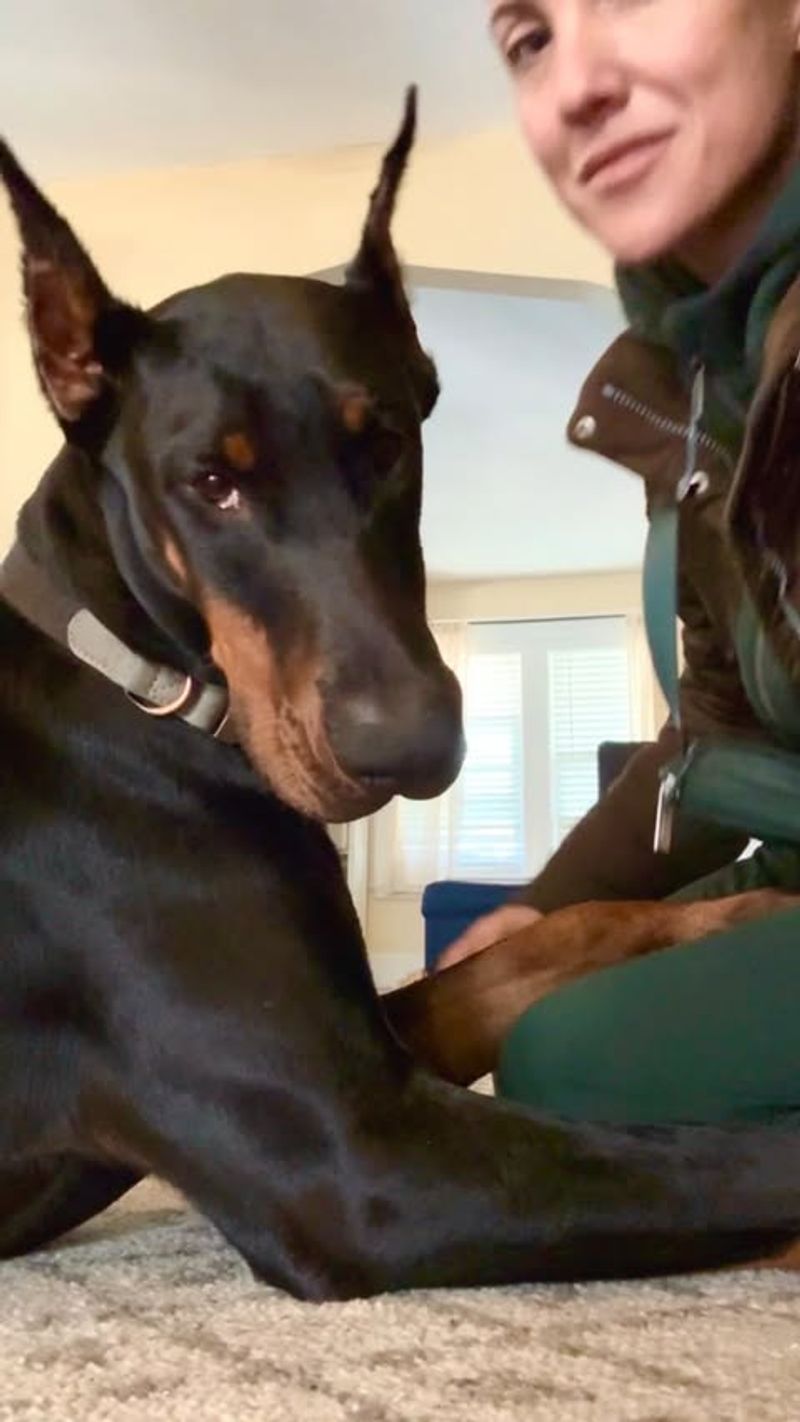 Doberman Pinscher