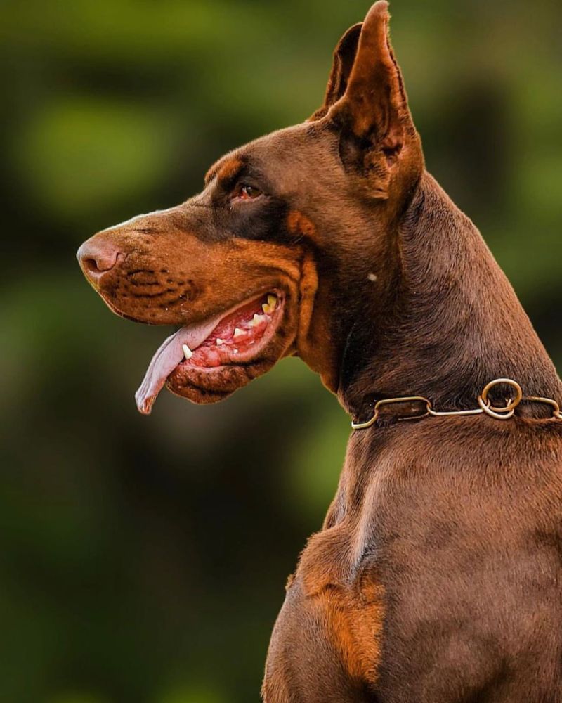 Doberman Pinscher