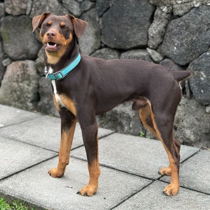 Doberman Pinscher