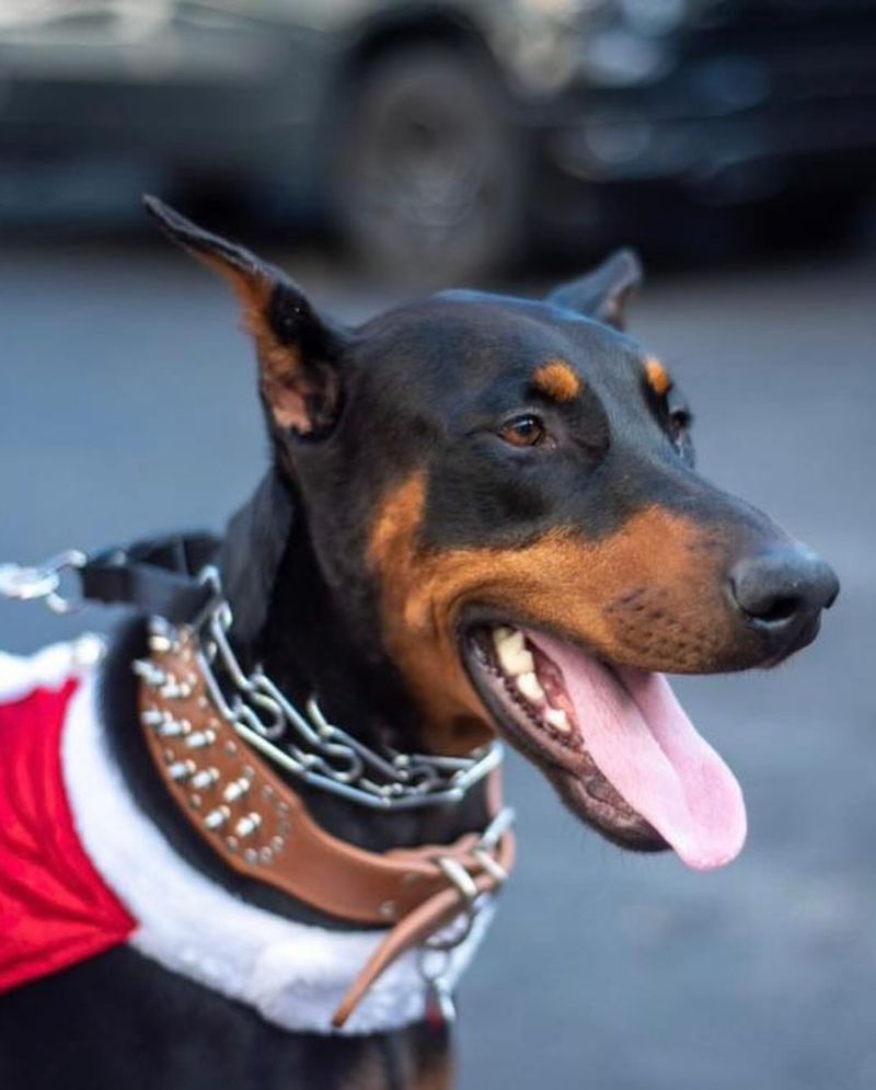 Doberman Pinscher