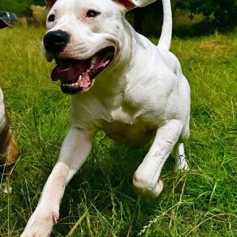 Dogo Argentino