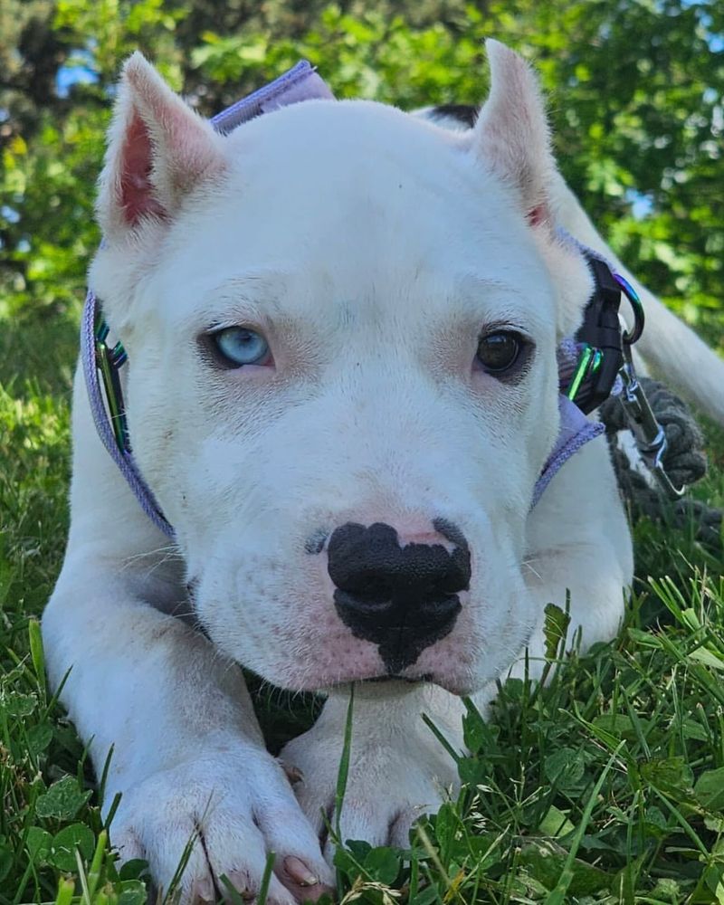 Dogo Argentino