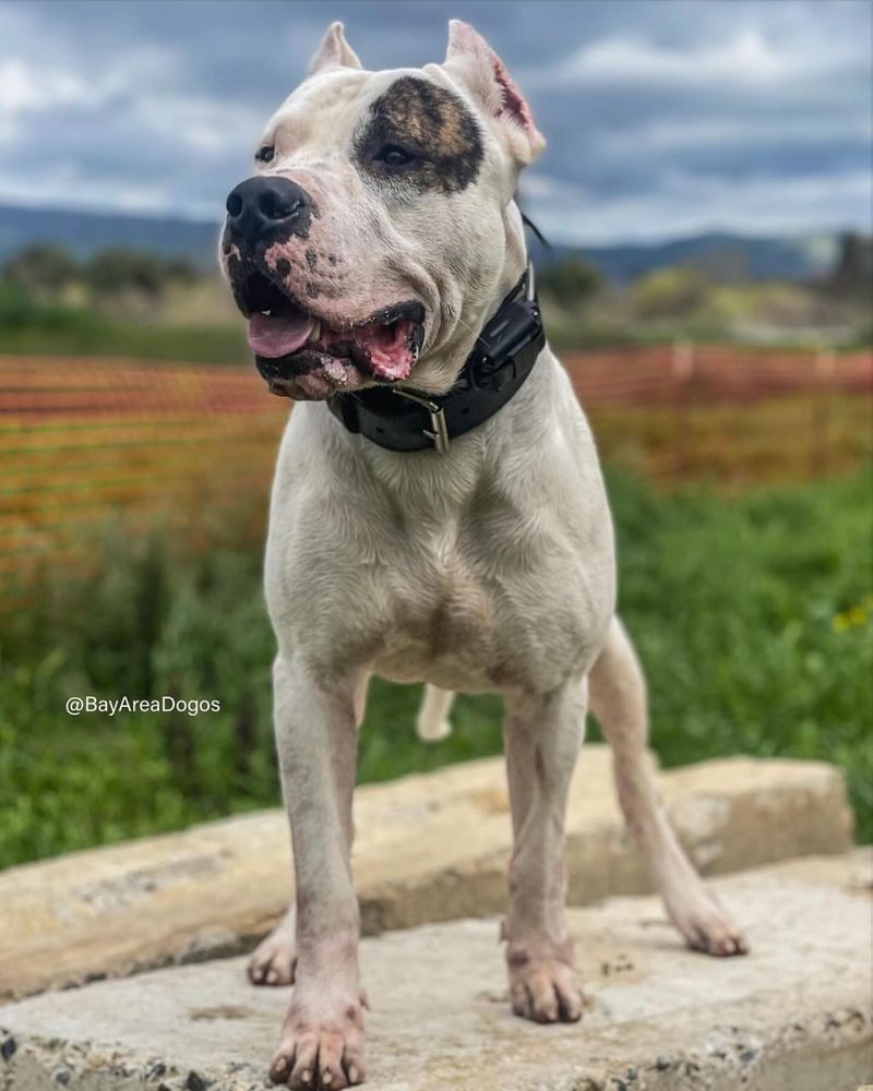Dogo Argentino