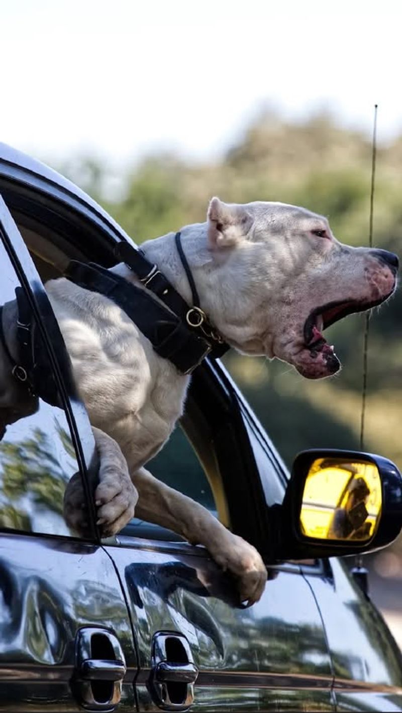 Dogo Argentino