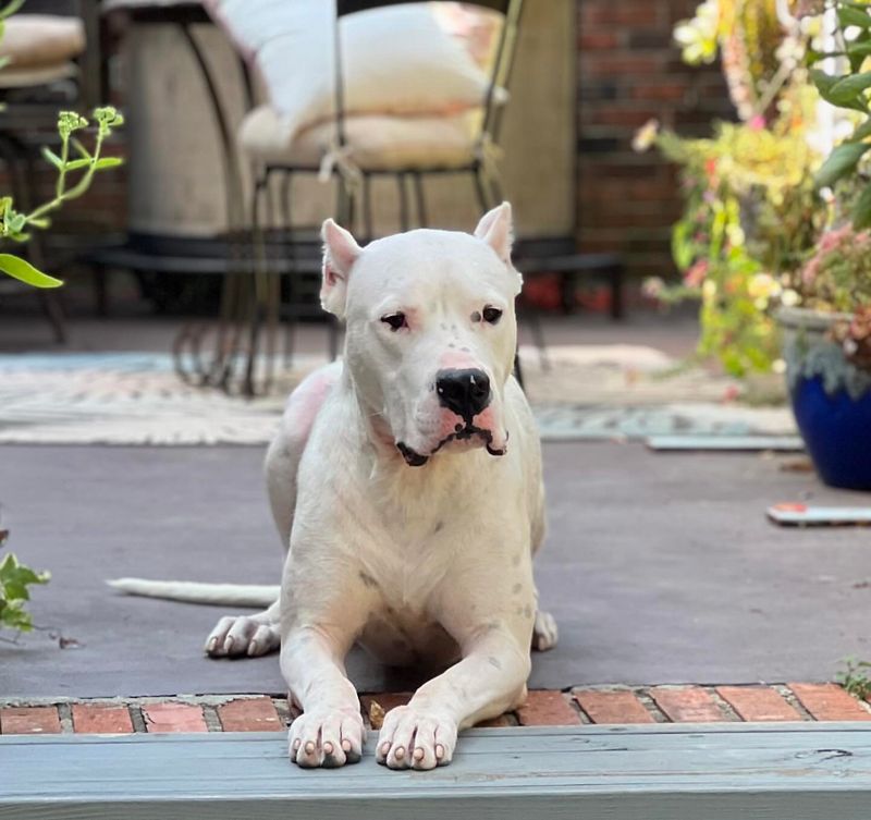 Dogo Argentino