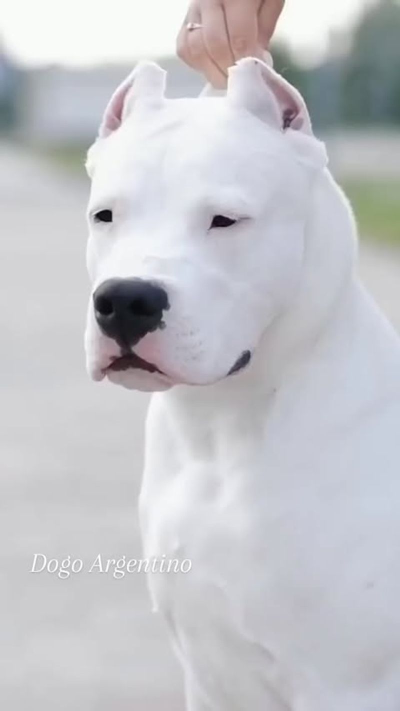 Dogo Argentino