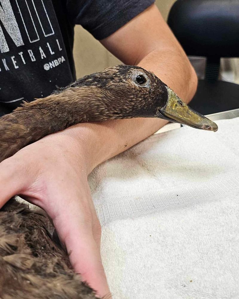 Ducks