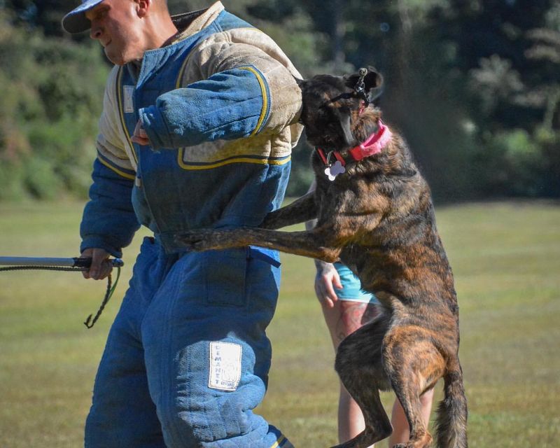 Dutch Shepherd