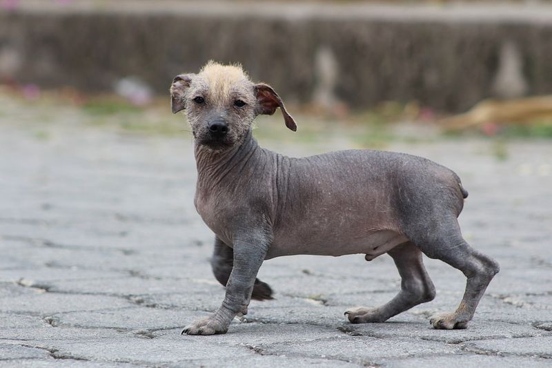 Ecuadorian Hairless Dog