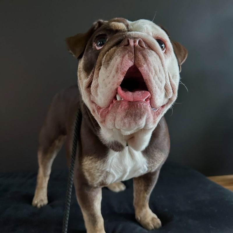 English Bulldog