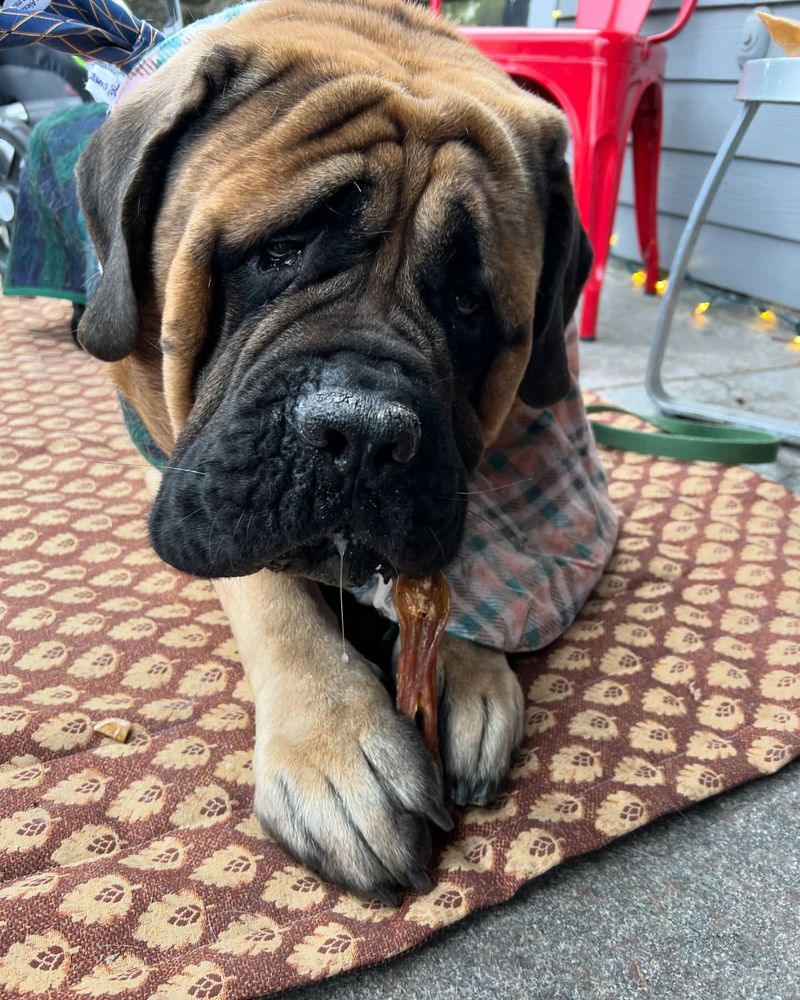 English Mastiff