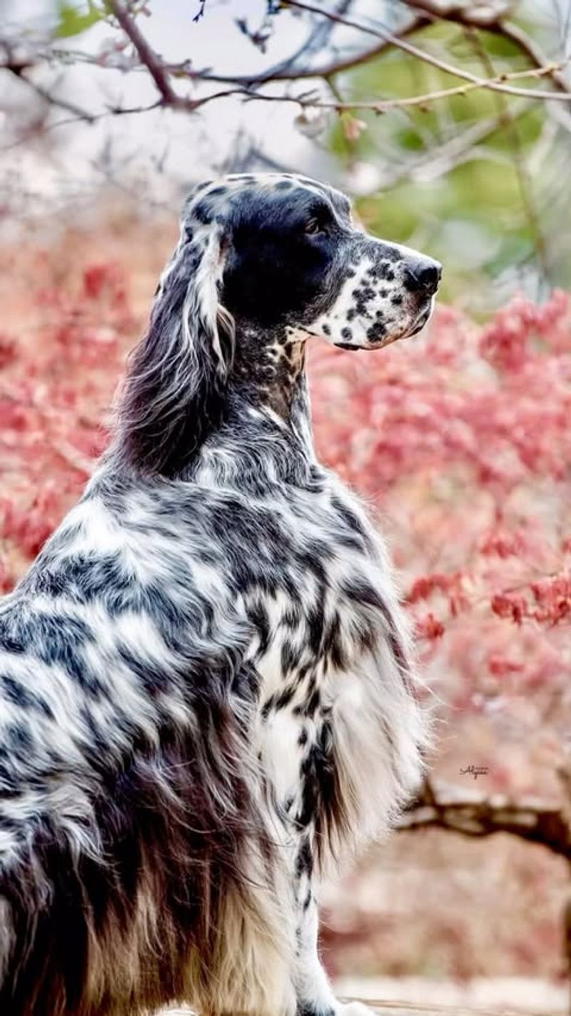 English Setter