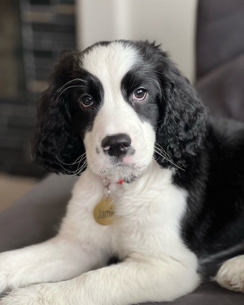 English Springer Spaniel