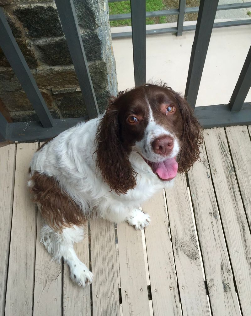 English Springer Spaniel