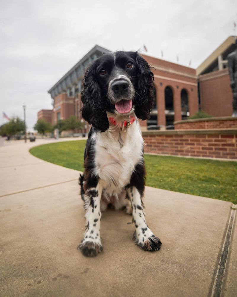 English Springer Spaniel