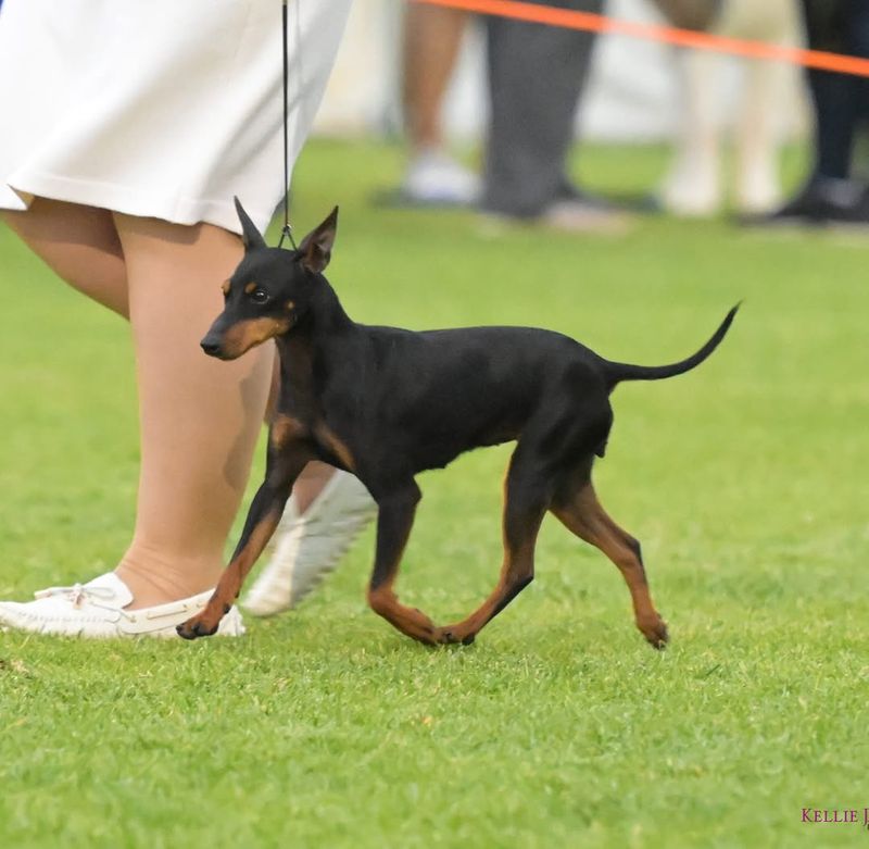 English Toy Terrier