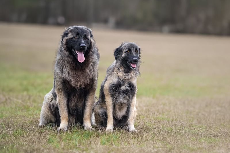 Estrela Mountain Dog