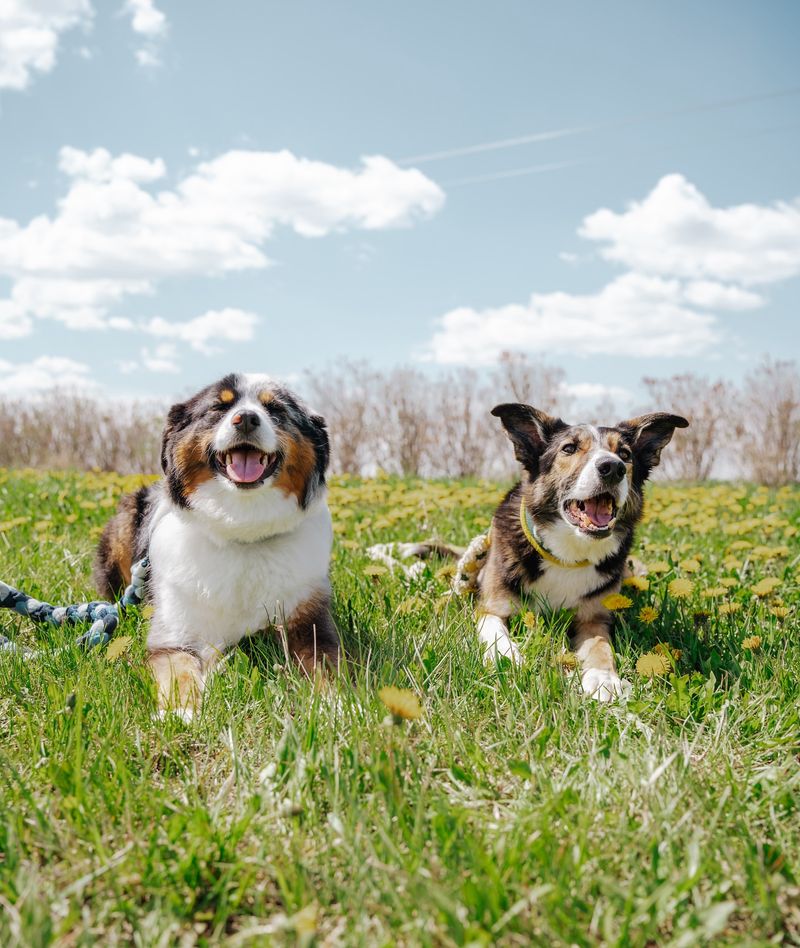 Excellent Agility Dogs