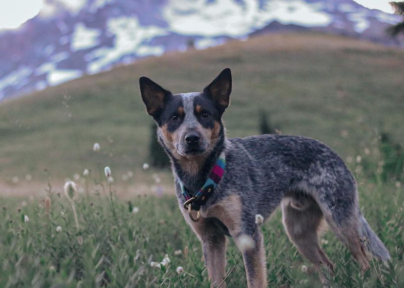 Excellent Herding Instincts