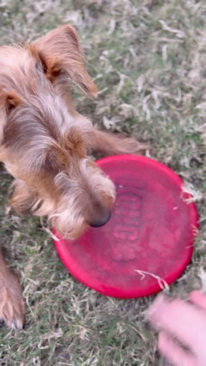 FetchPro Frisbee Disc