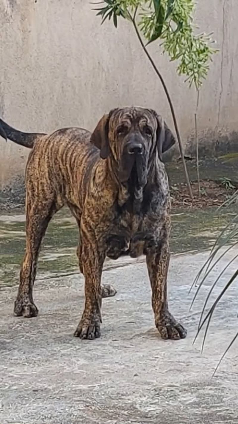 Fila Brasileiro