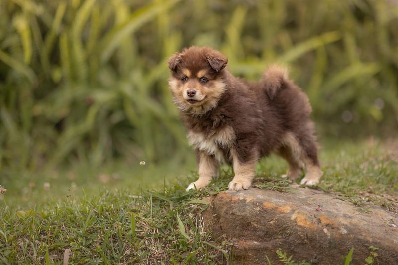 Finnish Lapphund