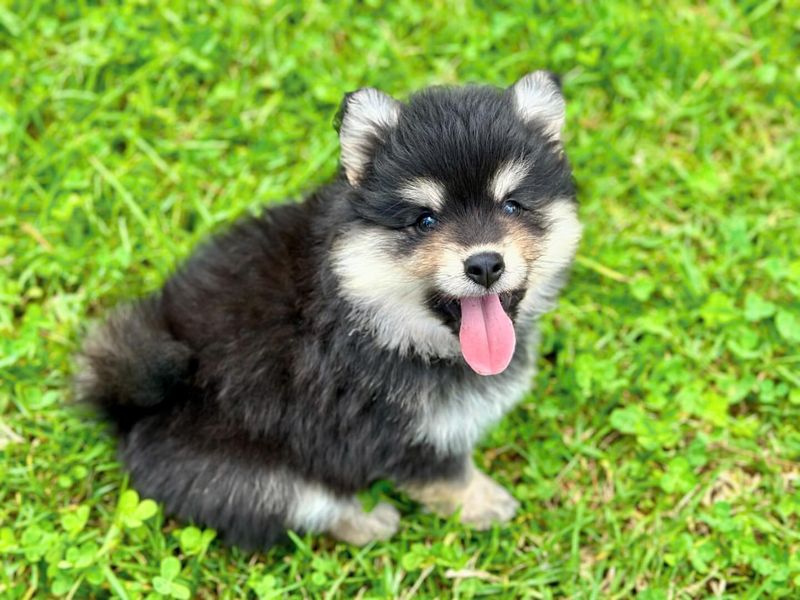 Finnish Lapphund