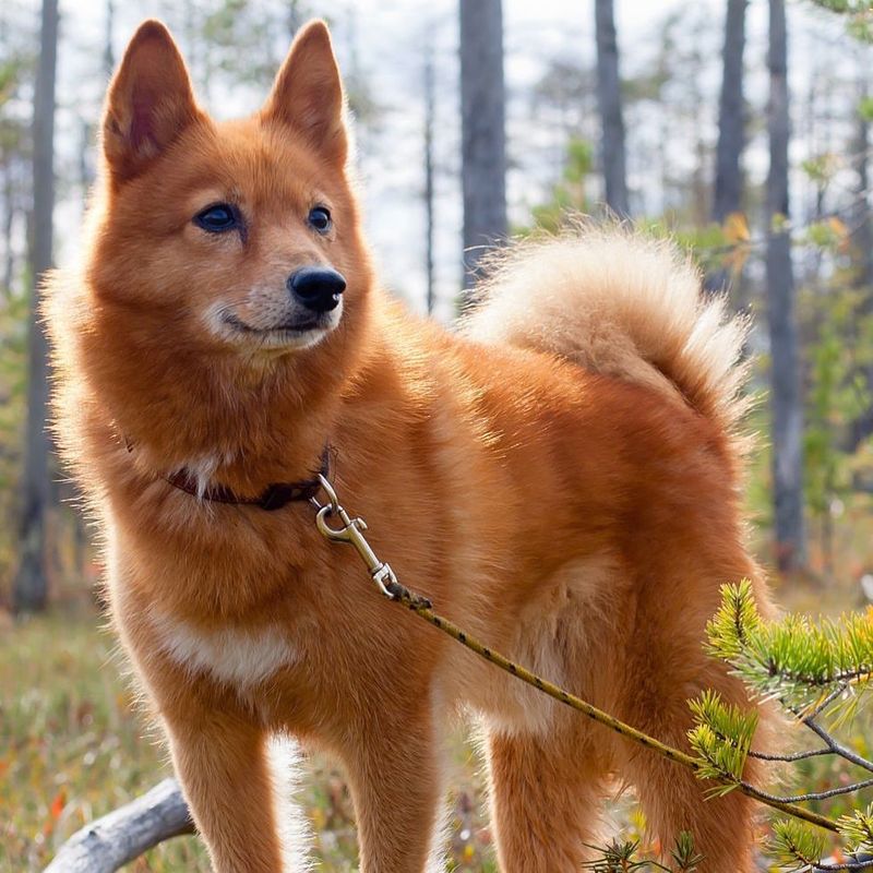 Finnish Spitz