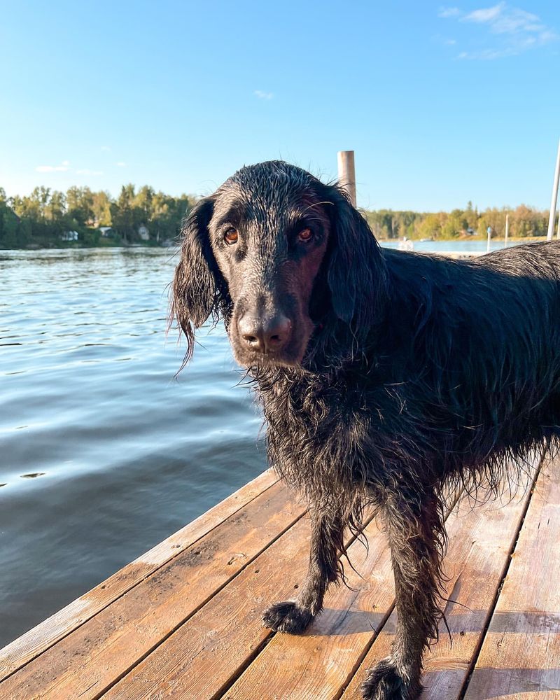 Flat-Coated Retriever