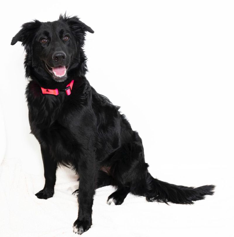 Flat-Coated Retriever