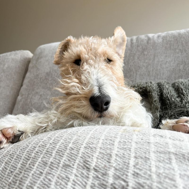 Fox Terrier