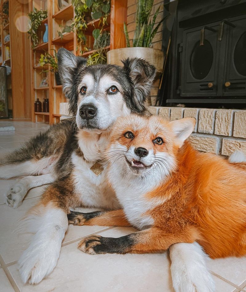 Foxes