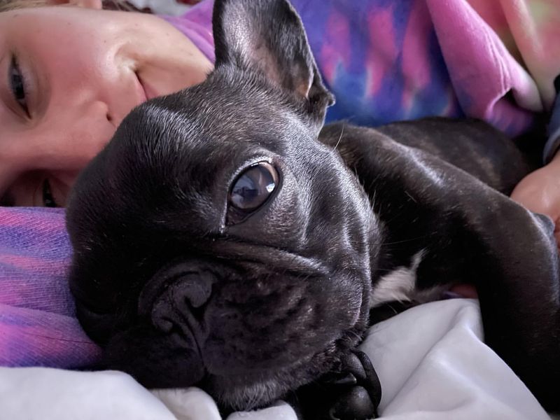 French Bulldog