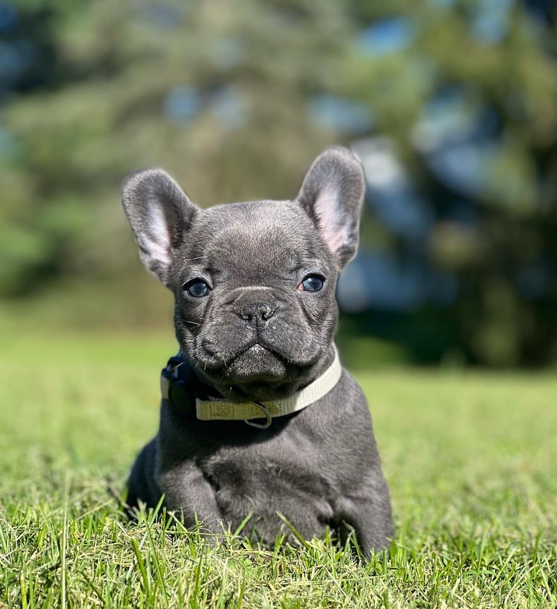 French Bulldog