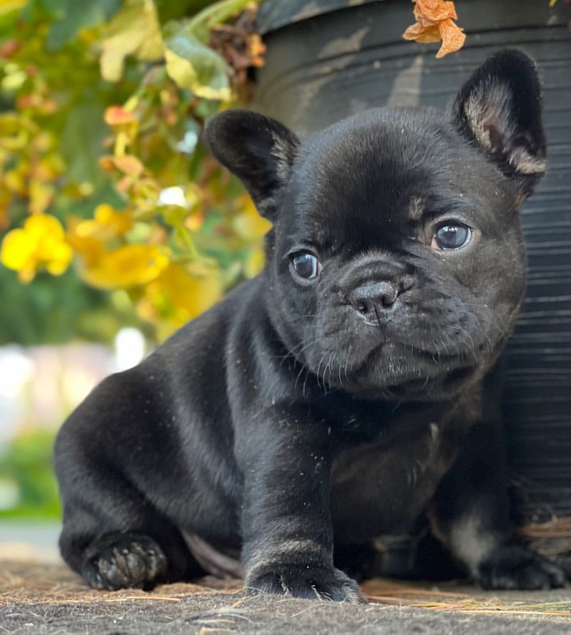 French Bulldog