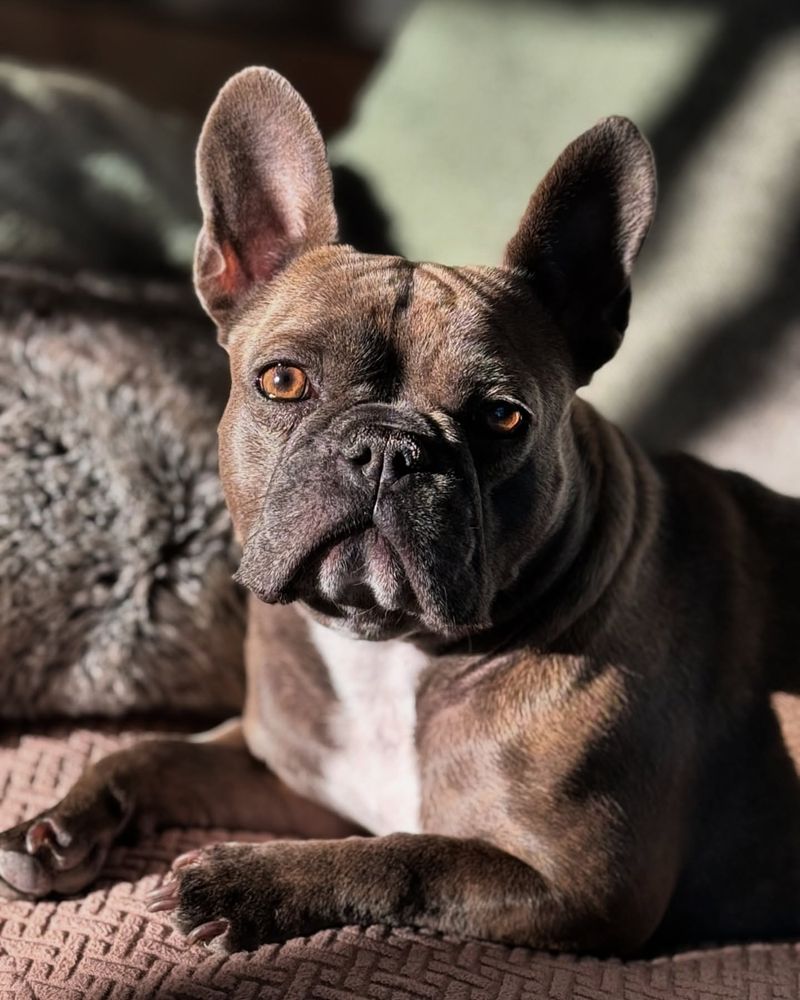 French Bulldog