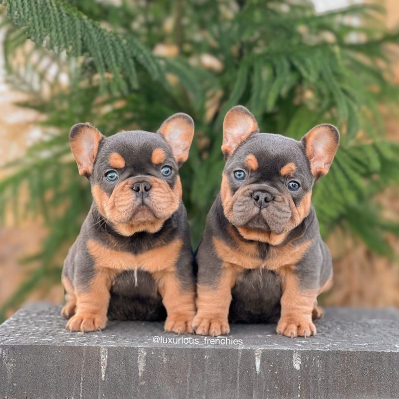 French Bulldog