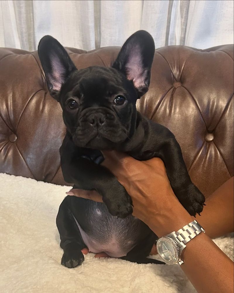 French Bulldog