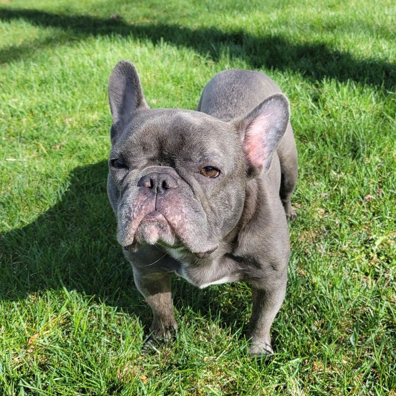 French Bulldog