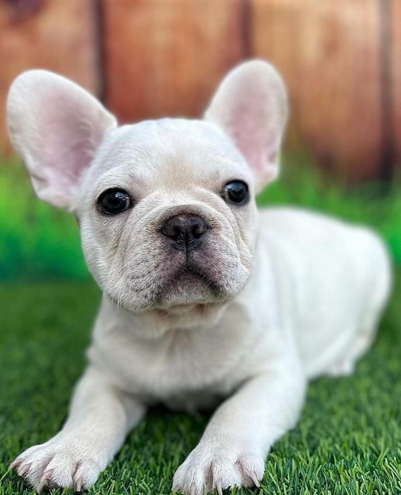 French Bulldog (White)