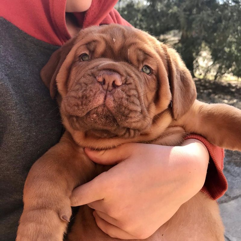 French Mastiff (Dogue de Bordeaux)