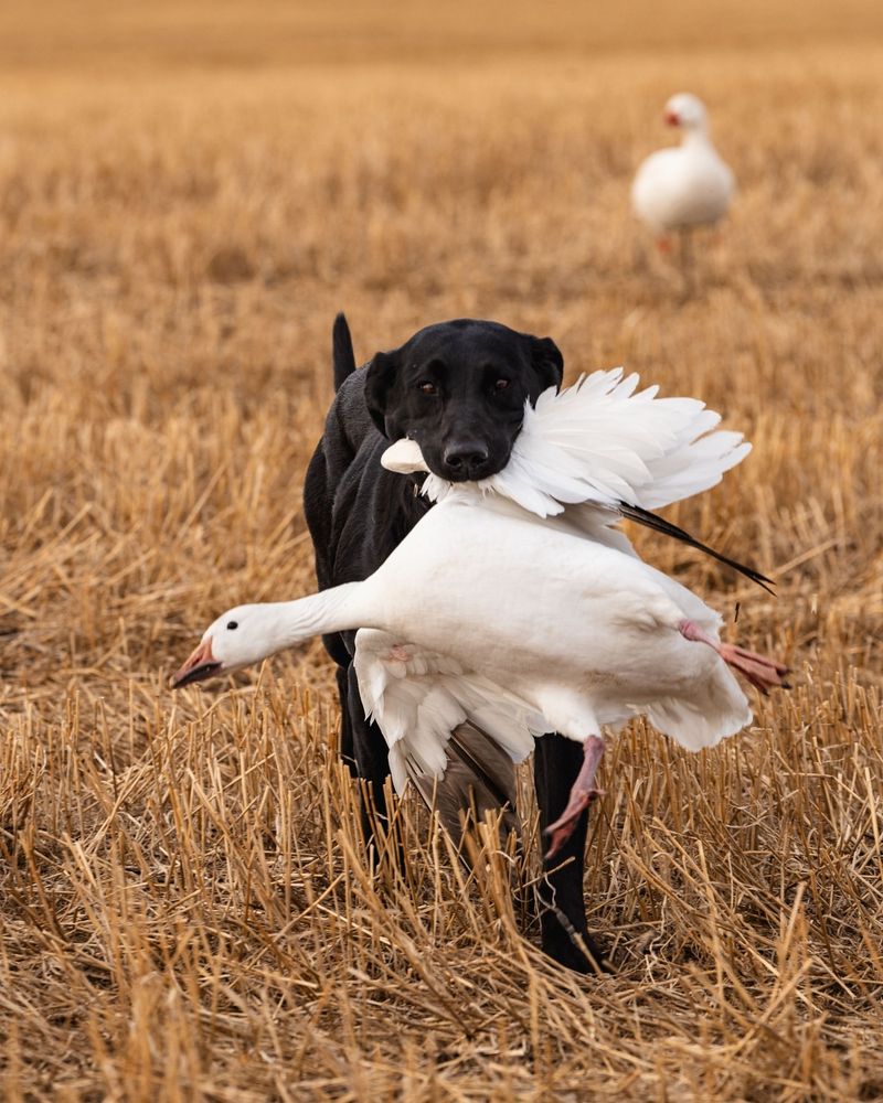 Geese
