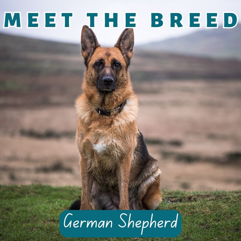 German Shepherd